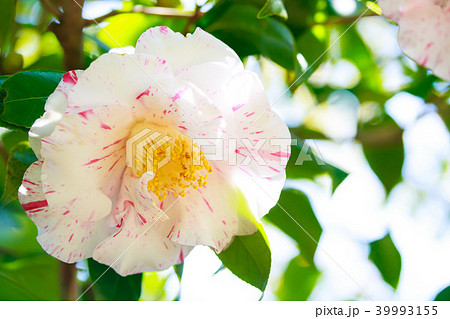 ツバキ・古金襴 39993155