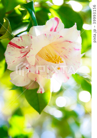 ツバキ・古金襴 ツバキ・古金襴 39993156