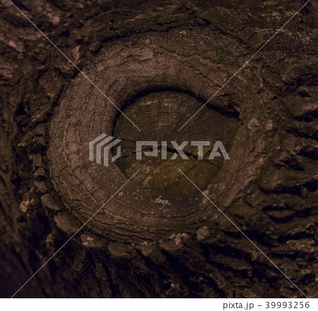 The bark of a tree is shot close-up in a night par The bark of a tree is shot close-up in a night par 39993256