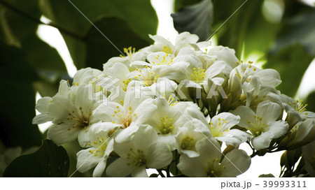 花 フラワー お花 39993311