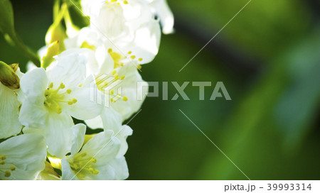 花 フラワー お花 39993314