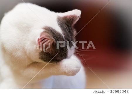 猫物語 猫物語 39993348