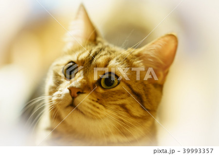 猫物語 猫物語 39993357