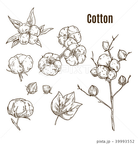 Set of isolated sketches of cotton bolls, branch 39993552