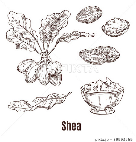 Sketches of shea nuts and butter in bowl or cup 39993569