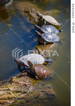 Turtle Turtle 39993648