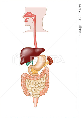 消化器系のイラスト素材
