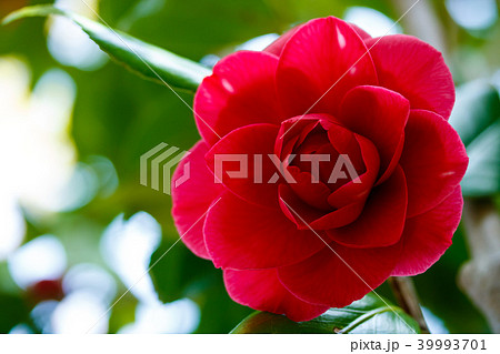 ツバキ・赤角倉星入り 39993701