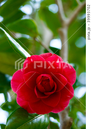 ツバキ・赤角倉星入り 39993702