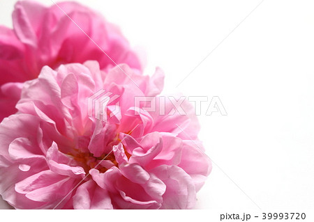 ダマスクローズ 39993720