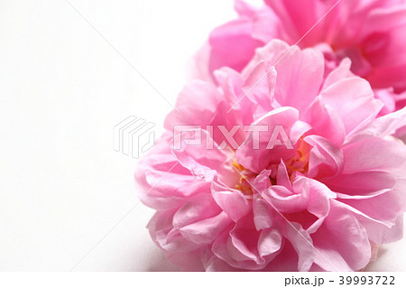 ダマスクローズ 39993722