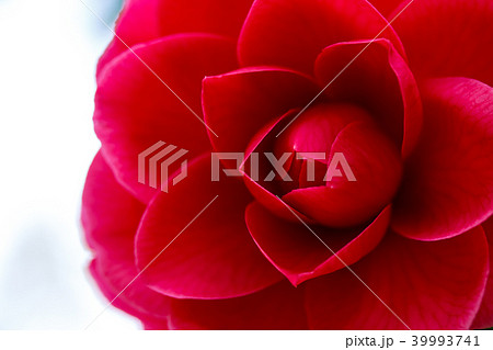 ツバキ・赤角倉 39993741