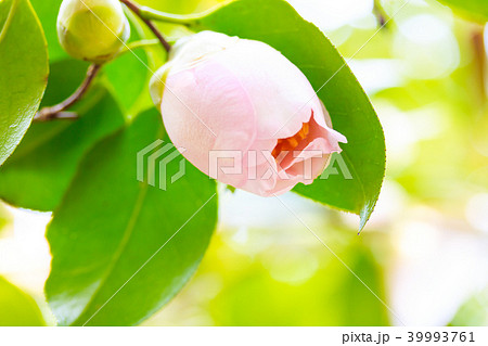 ツバキ・曙 39993761