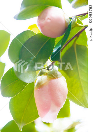 ツバキ・曙 39993762