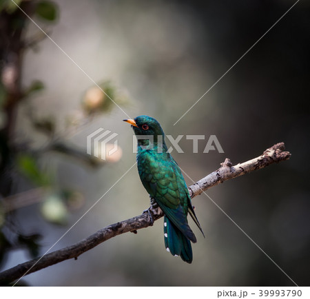 Asian Emerald Cuckoo (Chrysococcyx maculatus) Asian Emerald Cuckoo (Chrysococcyx maculatus) 39993790