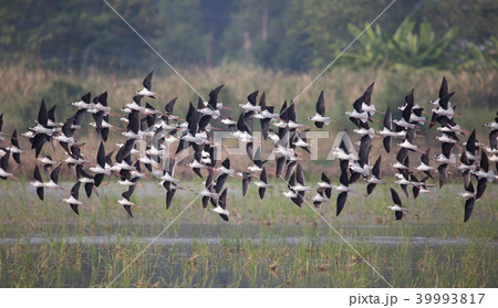 Black-winged Stilt (Himantopus himantopus) 39993817