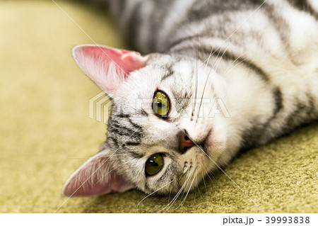 猫物語 猫物語 39993838