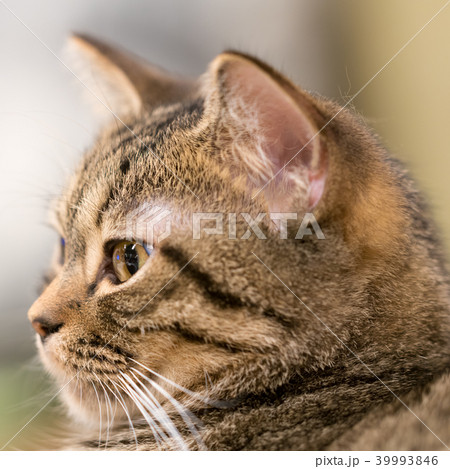 猫物語 39993846