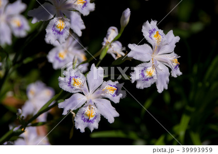 シャガの花 39993959