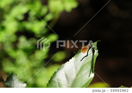 鎌倉市内の緑地 川トンボ 奇形 鎌倉市内の緑地 川トンボ 奇形 39993962
