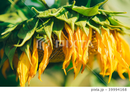 A beautiful, large, blossomed sunflower. Yellow sunflower petals. A natural background associated A beautiful, large, blossomed sunflower. Yellow sunflower petals. A natural background associated 39994168