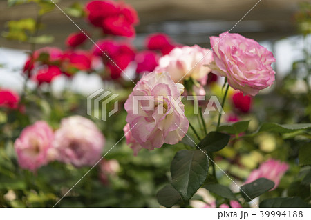 バラ 39994188
