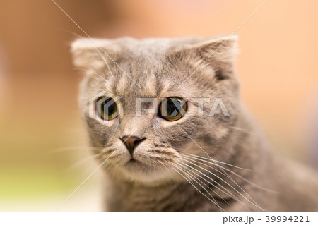猫物語 猫物語 39994221