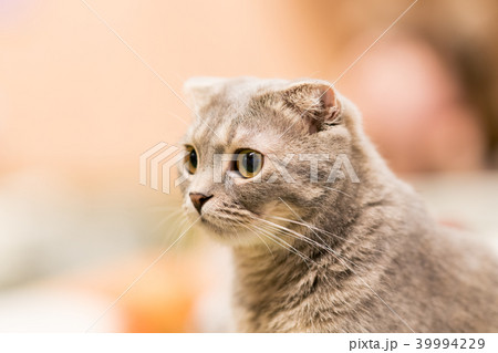猫物語 猫物語 39994229