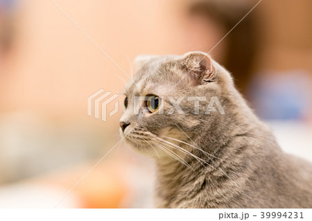 猫物語 猫物語 39994231