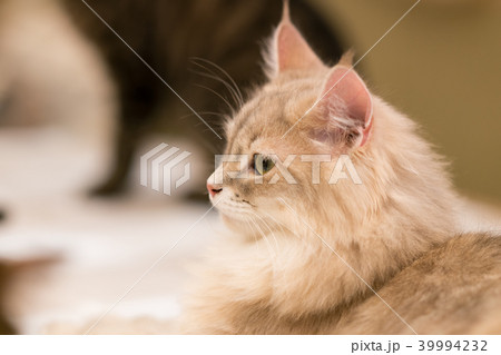 猫物語 猫物語 39994232