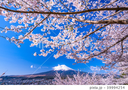 《山梨県》富士山と満開の桜 《山梨県》富士山と満開の桜 39994254