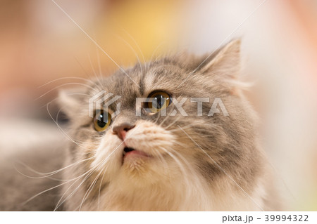 猫物語 猫物語 39994322