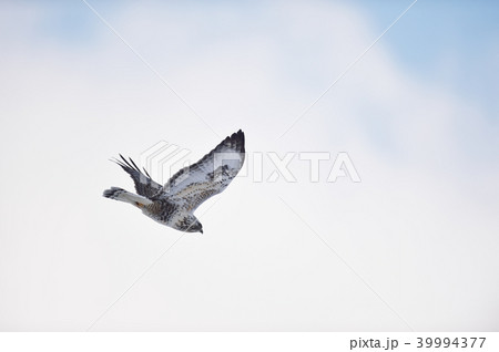 空を飛ぶケアシノスリ(北海道) 空を飛ぶケアシノスリ(北海道) 39994377