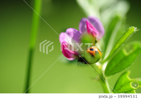 鎌倉市内の緑地　野花　てんとう虫 39994531