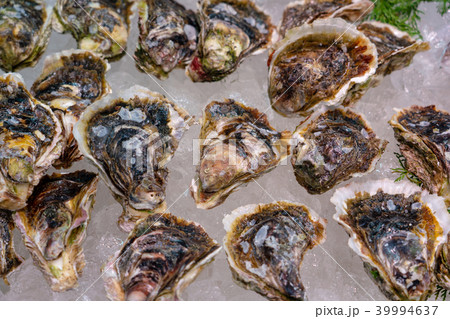 岩ガキ　殻付き牡蠣 39994637