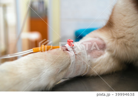 Dropper inserted into catheter in dog's paw.  39994638