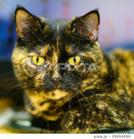 猫物語 猫物語 39994690