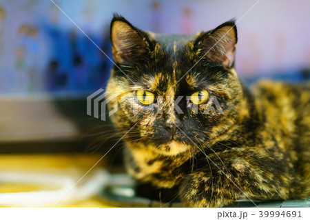 猫物語 猫物語 39994691