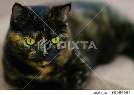 猫物語 猫物語 39994694