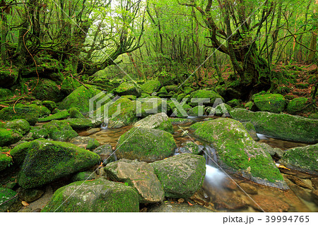 春の屋久島　白谷雲水峡 楠川歩道の苔むした沢 39994765