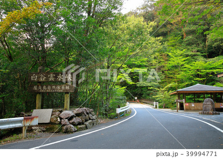 春の屋久島　白谷雲水峡 登山口 39994771