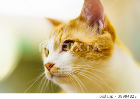 猫物語 猫物語 39994828