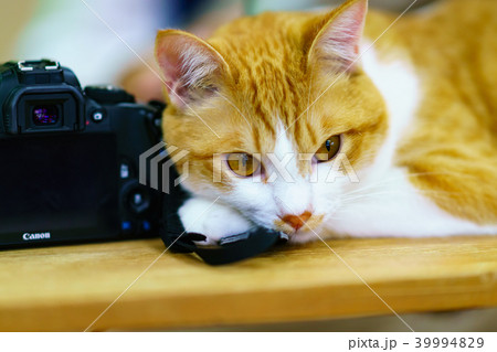 猫物語 39994829