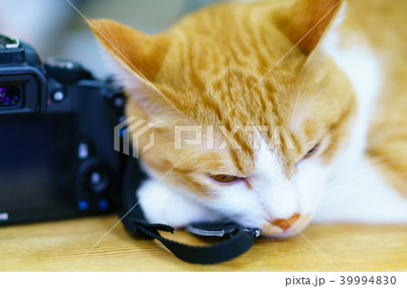 猫物語 猫物語 39994830