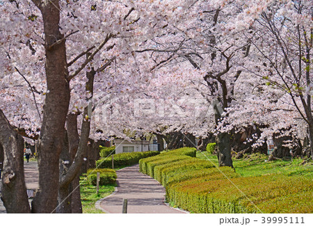 福島県郡山市 開成山公園の桜 福島県郡山市 開成山公園の桜 39995111