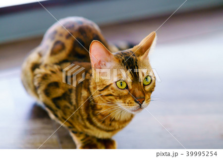猫物語 猫物語 39995254