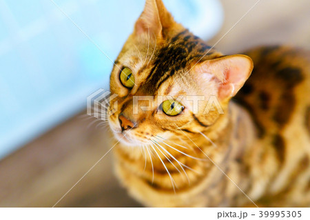 猫物語 猫物語 39995305