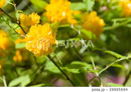 八重山吹 39995694