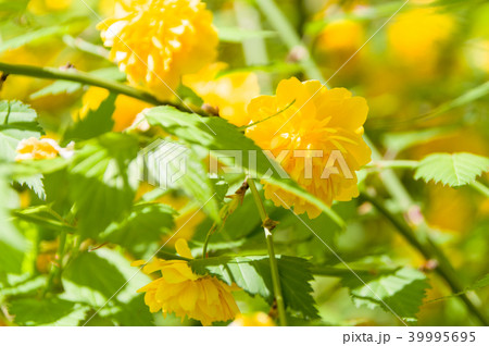 八重山吹 八重山吹 39995695