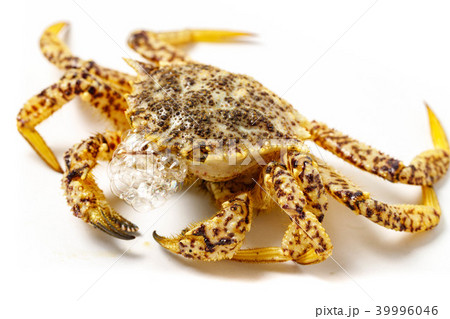 トゲクリガニ 39996046